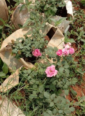 Votre jardiniers paysagistes disponible dans la ville de Yaoundé