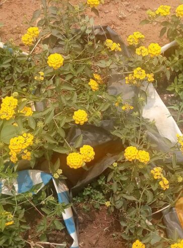 Votre jardiniers paysagistes disponible dans la ville de Yaoundé