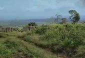 Cheap Lands for sale in Buea 100meters from tar.